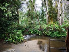-莫里热带雨林景区