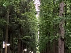 -东平国家森林公园