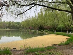 -昆山城市生态森林公园