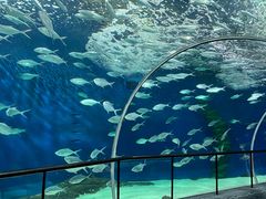 -上海海洋水族馆