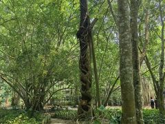 -中国科学院西双版纳热带植物园