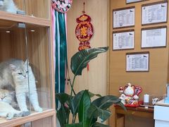 -猫十亿·布偶金渐层·曼基康矮脚猫舍(青年路店)
