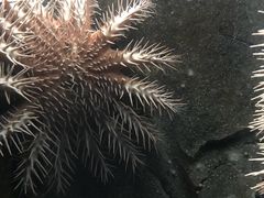 -悉尼海洋生物水族馆