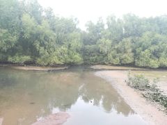 -大亚湾红树林城市湿地公园
