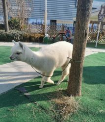 -萌宠亲子动物乐园(槐房万达店)