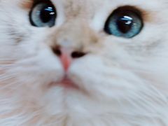 -猫十亿·布偶金渐层·曼基康矮脚猫舍(青年路店)