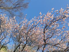 -梅花山(明孝陵内)
