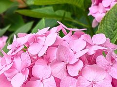 -上海滨江森林公园