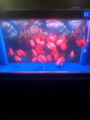 -洪铭刺青工作室