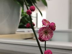 -上海市黄浦区卢湾第一中心小学