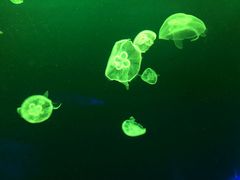 -广东省拱北口岸中国旅行社(华宾营业部)