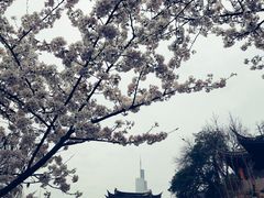 景观位-鸡鸣赐茶(鸡鸣寺路店)