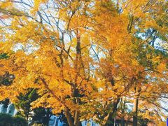 -八大关景区