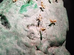 -深圳珠宝博物馆