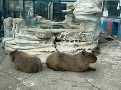 -大连森林动物园