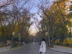 -三里屯东五街银杏大道