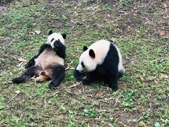 -都江堰中华大熊猫苑