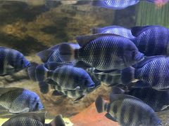 -上海海洋水族馆
