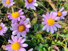 -白草畔自然风景区