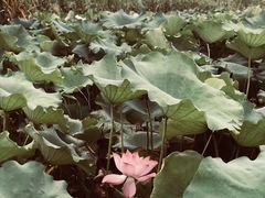 -下渚湖国家湿地公园科普馆