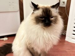 -MOCHA明星猫咖(田子坊店)
