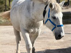 -苏木山森林公园