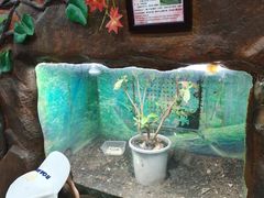 -上海大自然野生昆虫馆(东方明珠·爬宠昆虫探索中心)