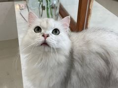 -共舞时光猫咖·狗咖(新街口店)