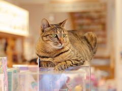 -猫的天空之城概念书店(杭州南宋御街店)