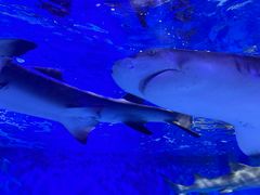 -太平洋海底世界