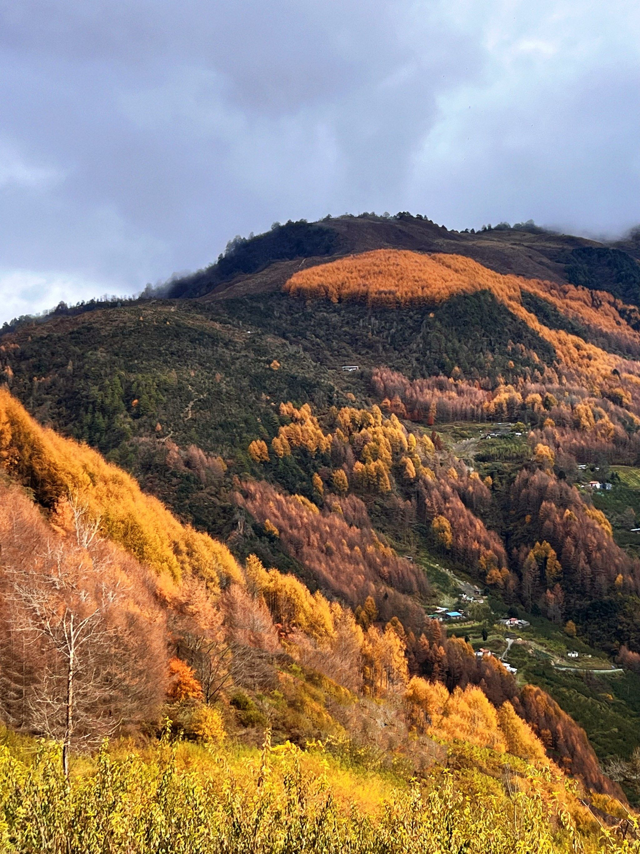📍成都|秋意浓🍂 1.5h看彩林层林尽染