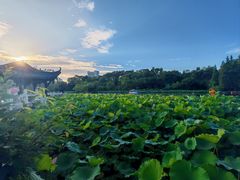 -桂湖森林公园