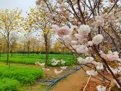 -天适樱花悠乐园