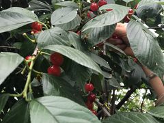 -樱桃山旅游景区