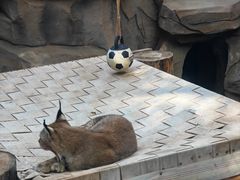 -青藏高原野生动物园