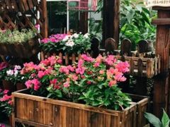 -龙大花卉苗木市场
