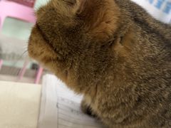 -纳吉亚猫专科动物医院博雅分院