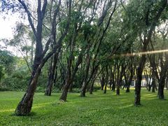 -福田红树林生态公园