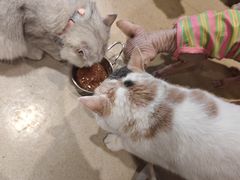 -藏猫猫咖啡主题馆(中央大道店)