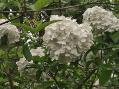 -院士公园
