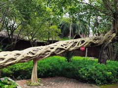 -瑞丽独树成林风景区