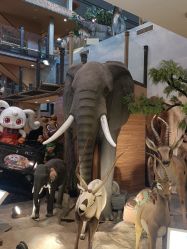 -卡通尼·Safari非洲探索乐园·生日会(金桥国际商业广场店)