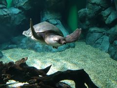 -上海海洋水族馆