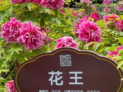 -洛阳市牡丹公园