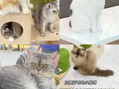 -喵园·猫主题咖啡厅·撸猫·猫咖(国贸店)