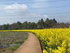 -紫颐香薰山谷景区