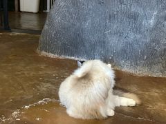 -猫猫幼稚园·撸猫·桌游·电玩