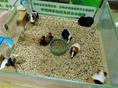 -凯德MALL(望京店)