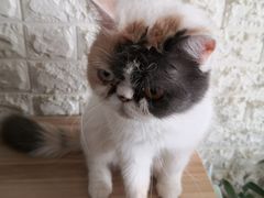 -平行世界·猫咖(首经贸店)