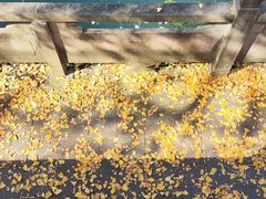 -成都市活水公园